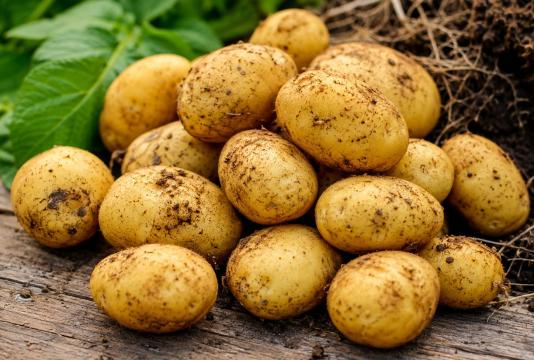 Молодой картофель, экологически чистый